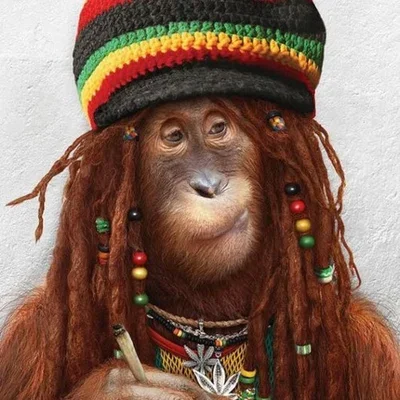 Macaco Noiado