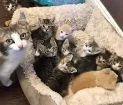 10 kittens and their mother