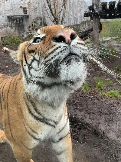 Giant Tiger