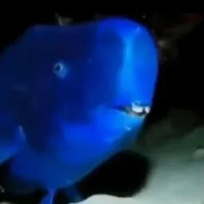 Nerd Fish