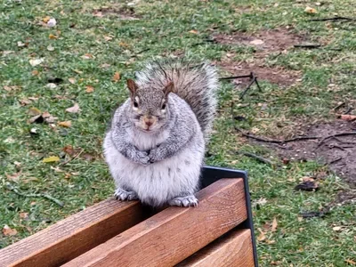 a big squirrel 🐿