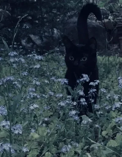 A Black Cat