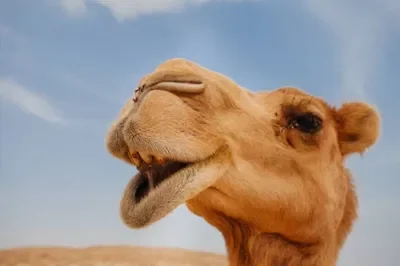 A Camel