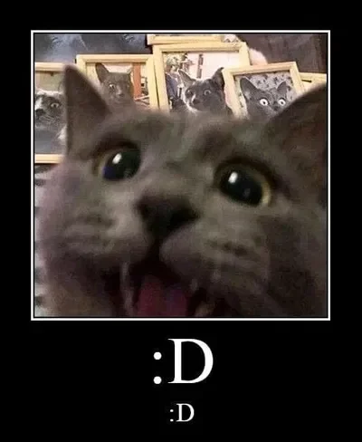 A cat :D