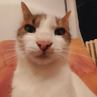 A cat.