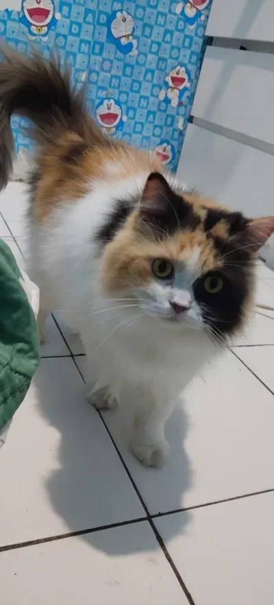 A cat! | PUT YOUR REQUESTS HEREE