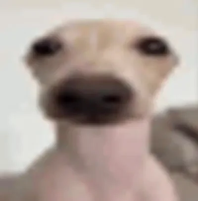 a DOG with no EARS, he's BALD