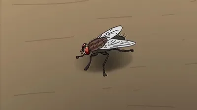 A Fly