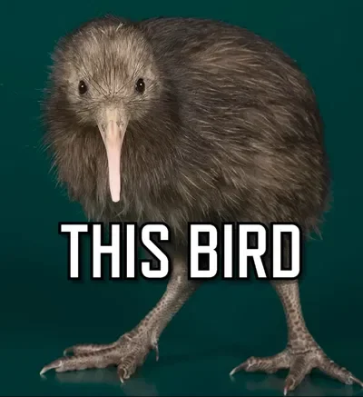 A kiwi bird in your universe?!