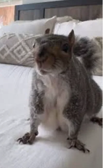 A random squirrel