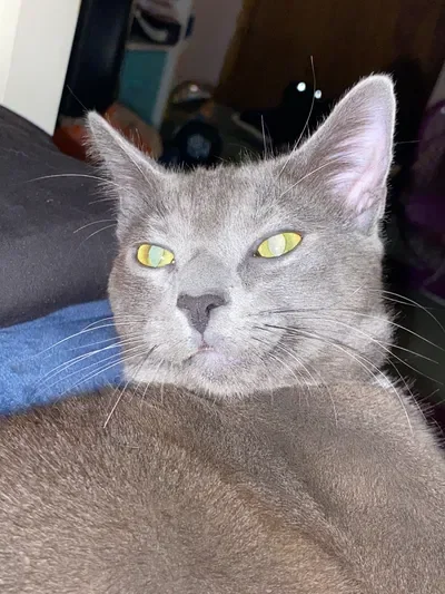 A stray cat