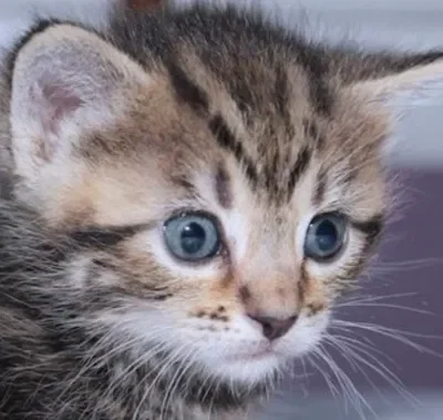 A stray kitten
