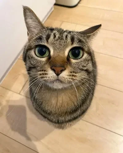 a very kitty christmas