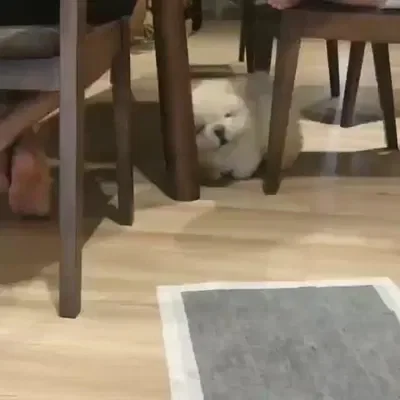 A white chow chow pup