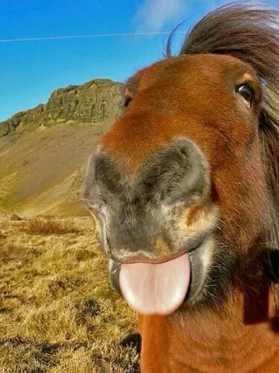 A Wild Horse