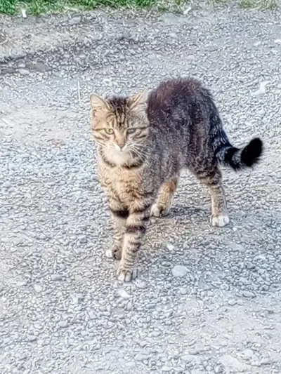 °•| a wild...cat?