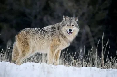 A wolf therian