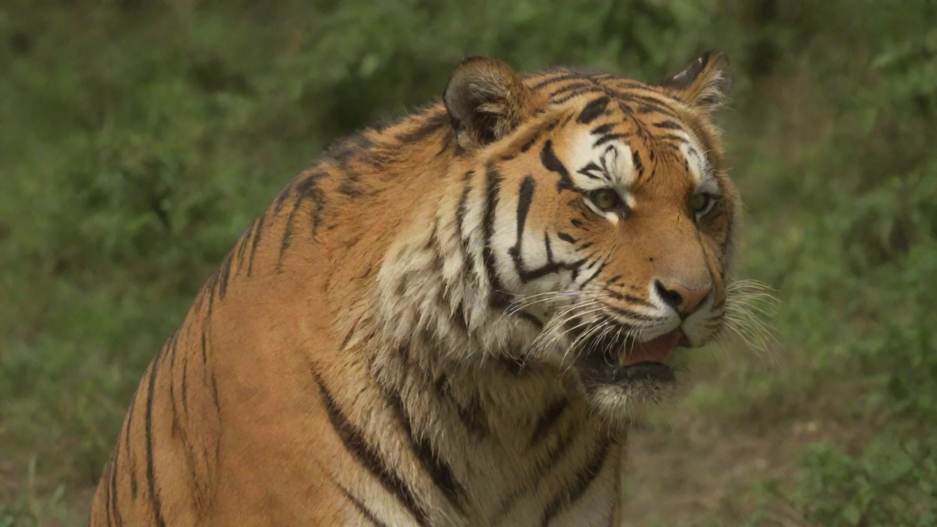 aiamazing tiger awesome portrait 2 wide