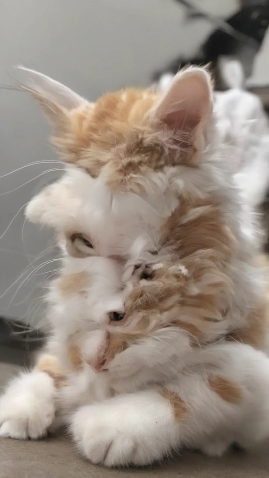 aicutest cat good looking trending fantastic 1 tall