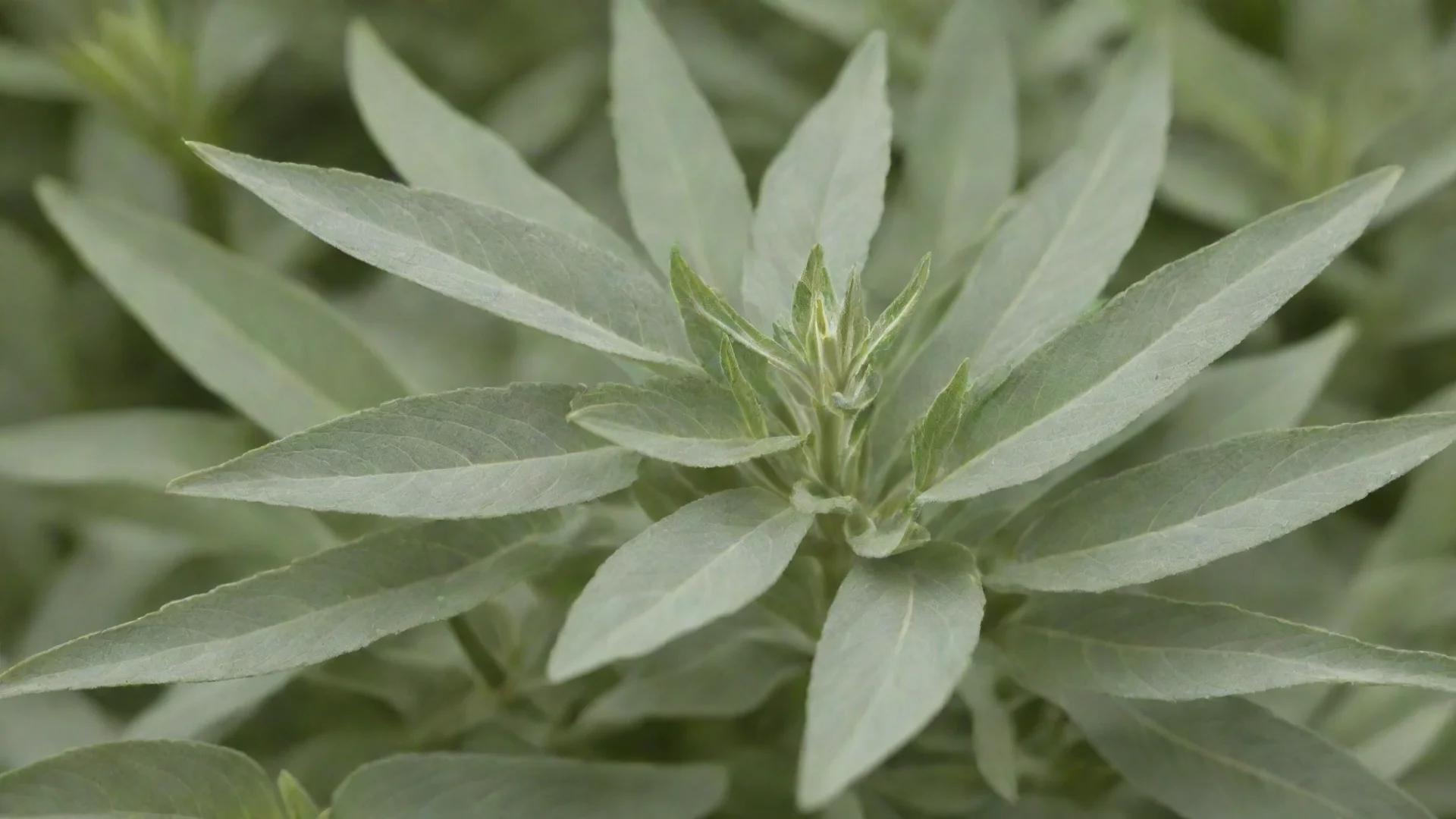 trending indian sage good looking fantastic 1 wide