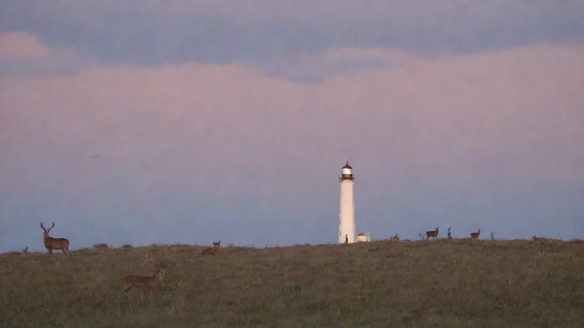 trending lighthous and deers good looking fantastic 1 wide