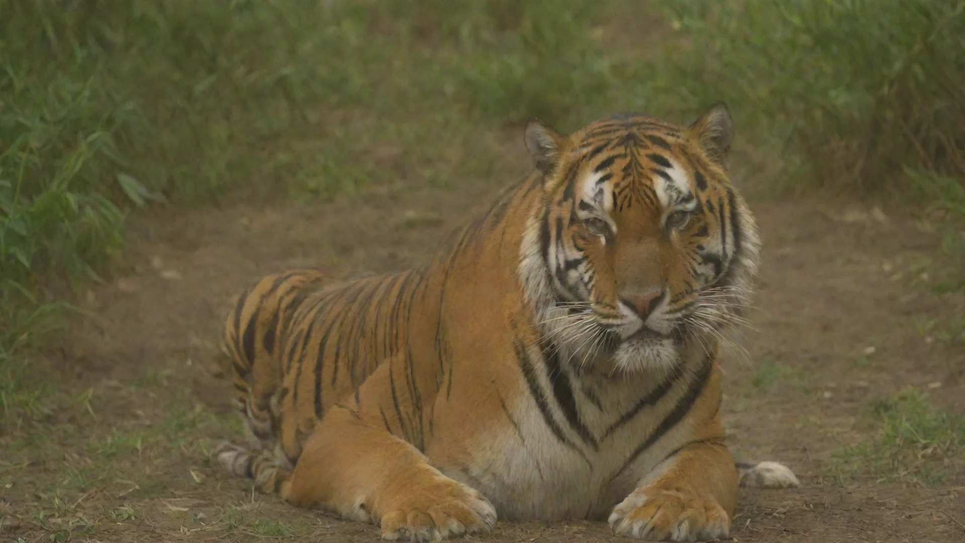 trending tiger good looking fantastic 1 wide