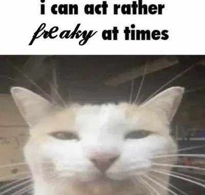 ꒰ ִ ֺ ⊹ annoucement ⊹ ֺ ִ ꒱