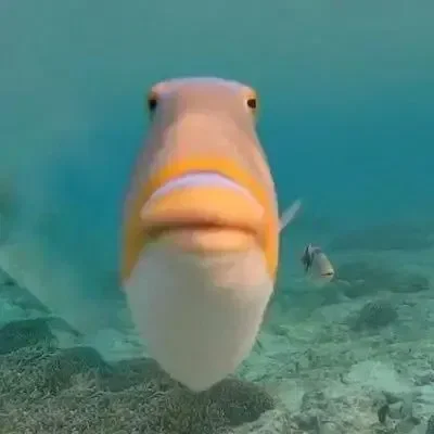 📢!!𝐀𝐍𝐍𝐎𝐔𝐍𝐂𝐄𝐌𝐄𝐍𝐓!!📢