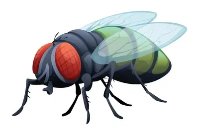 Annoying ass fly