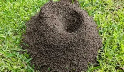 Ant Hill