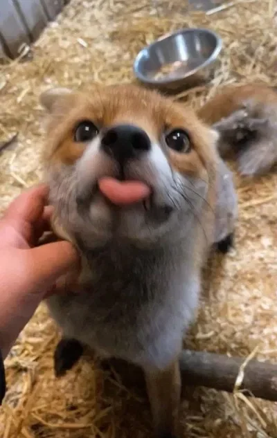 Asriel --- hyperactive fox