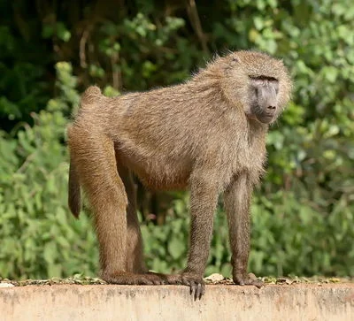 Baboon Family