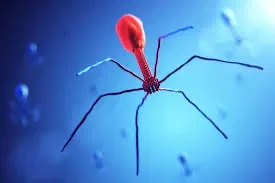 Bacteriophage