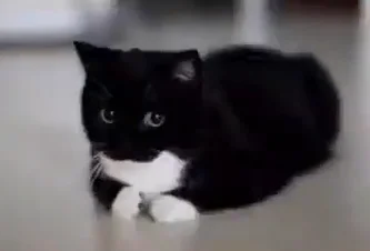 Bagel
