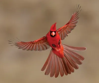 Bird RP