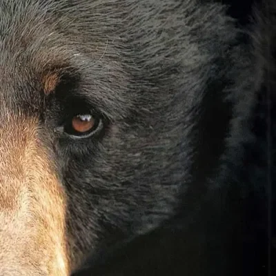 Black Bear