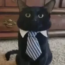 Boss Kitty