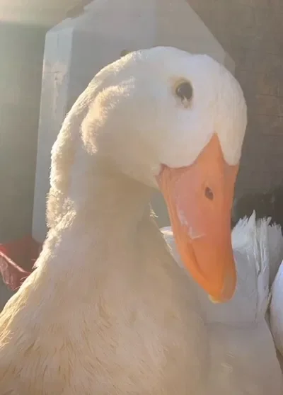 Buck, My Pet Pekin Duck