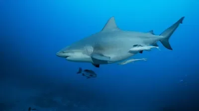 Bull Shark