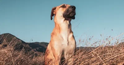Butch the farm dog