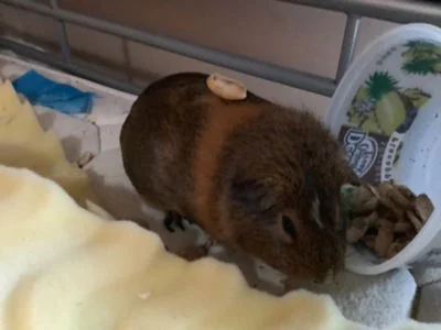 Capybara