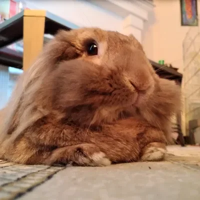 {+CARROT+} 🥕🥕