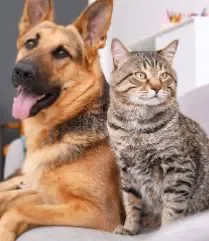 Cat AND Dog