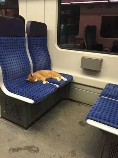 Cat at metro