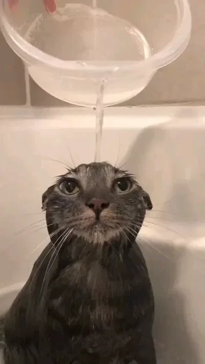 Cat bathing