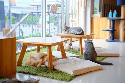 cat cafe