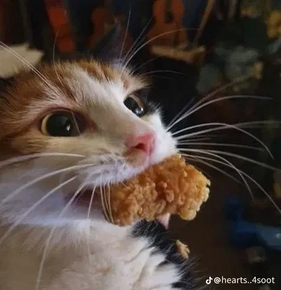 Cat eating nugget