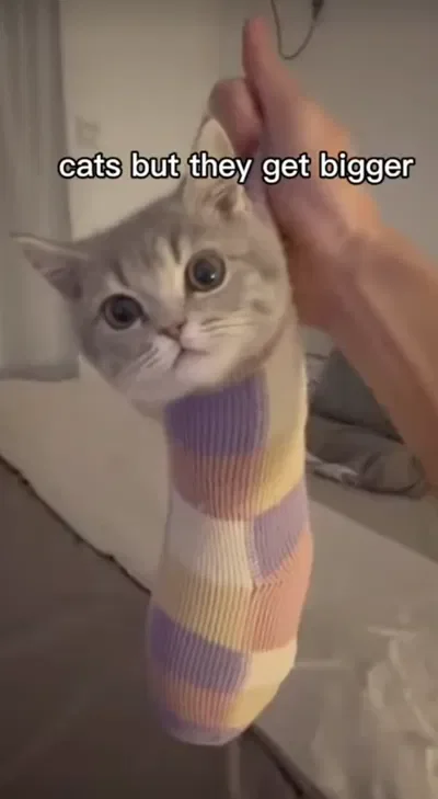 Cat in a sock