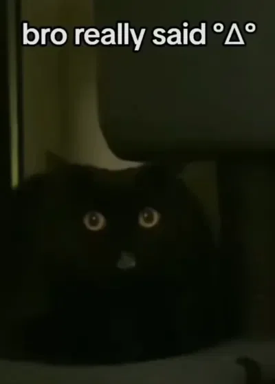 Cat in your car