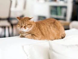 Cat loaf